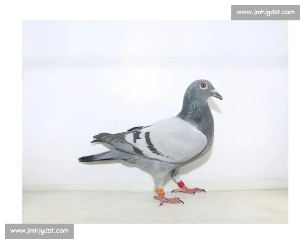 羽球冠军踏雄台：谌龙王适娴探访镇北台