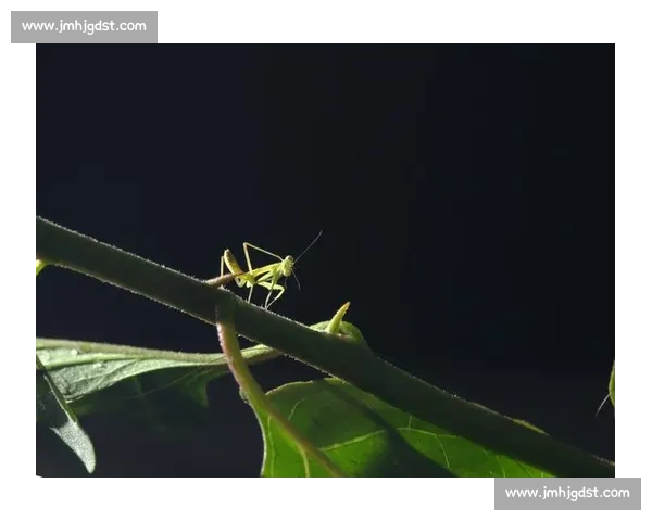 终点线前的 “螳螂”：跑者的失控与释放